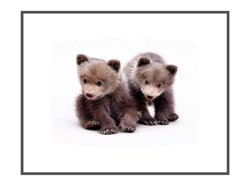 Studio B Originals Bear Cub Wall Art - SIBS